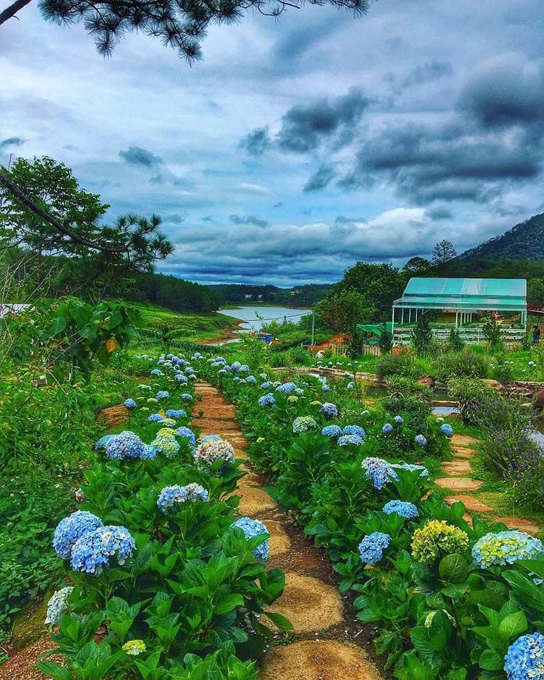 vườn hoa Cẩm Tú Cầu Đà Lạt